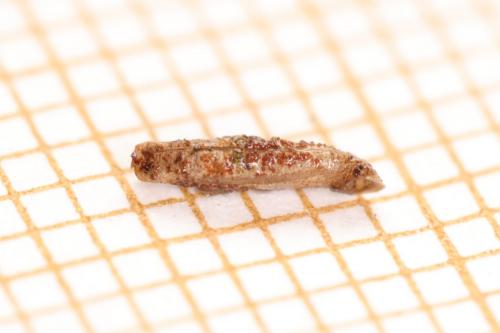 Coleophora caespititiella
